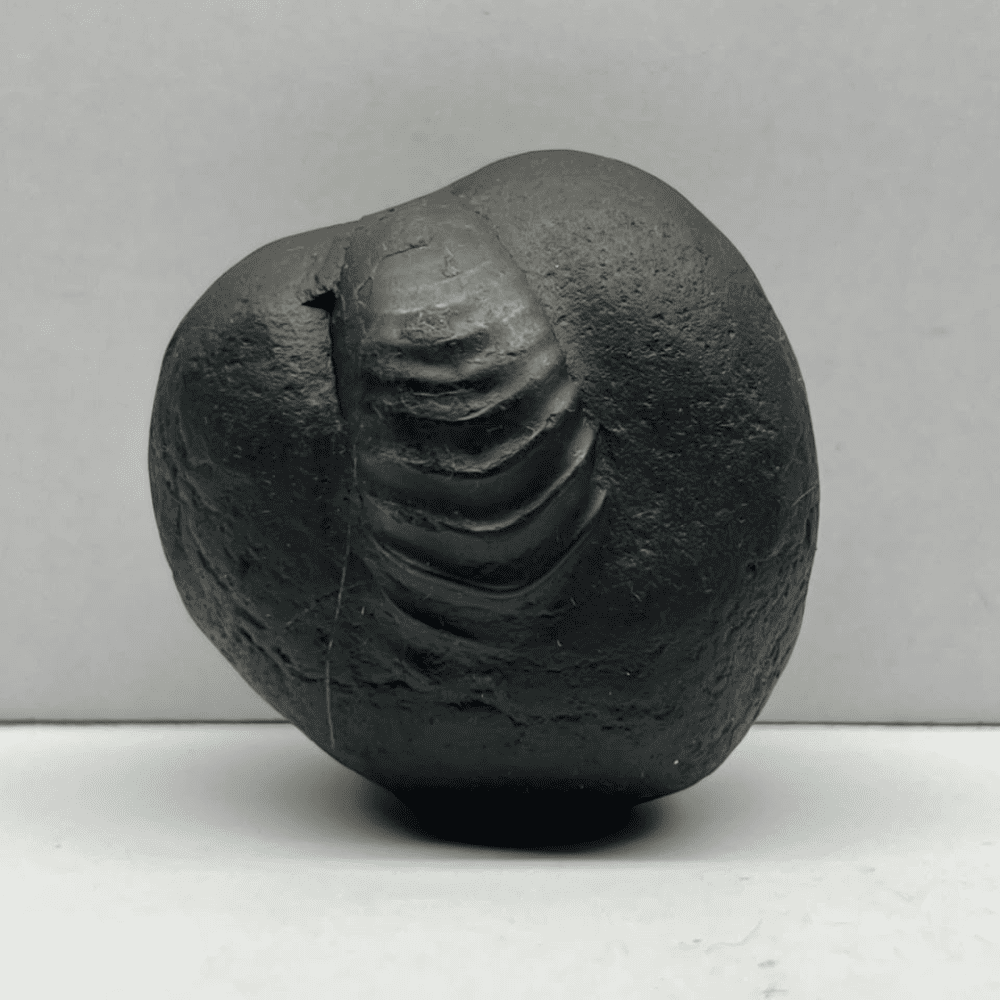 Kurma Shaligram K-01 (2Inch/108gm)