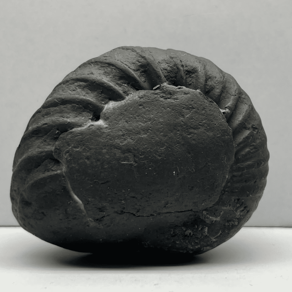 Kurma Shaligram K-02 (3Inch/220gm)