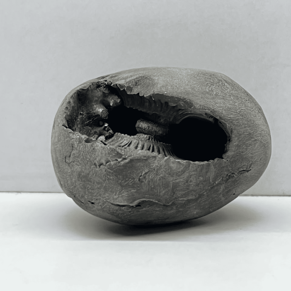 Golden Sheshnaag Varaha Shaligram LN136(3inch/160gm)