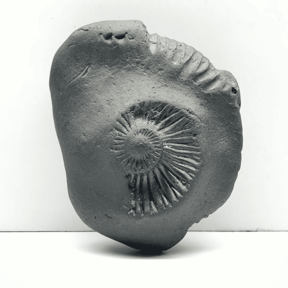 Krishna Sudarshan Shaligram K-11(3inch/280gm)
