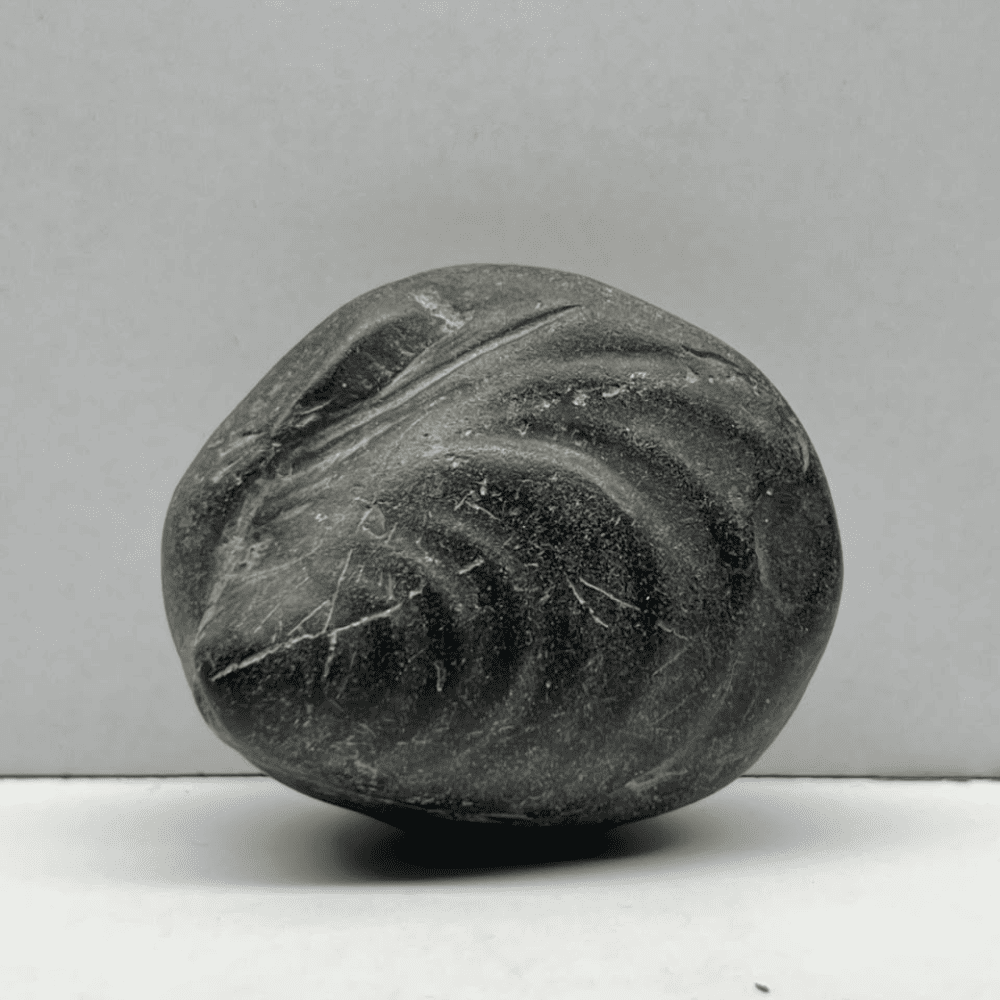 Vamana Shaligram V01(2inch/70gm)