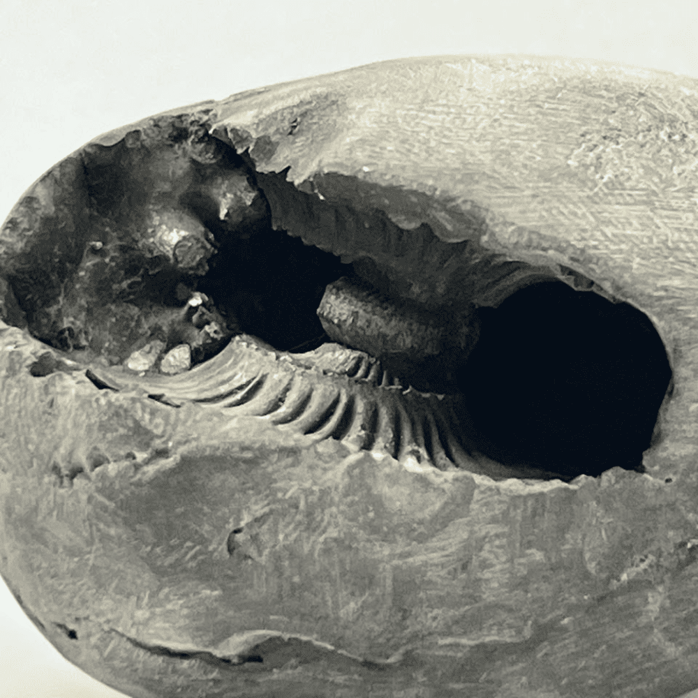 Golden Sheshnaag Varaha Shaligram LN136(3inch/160gm)