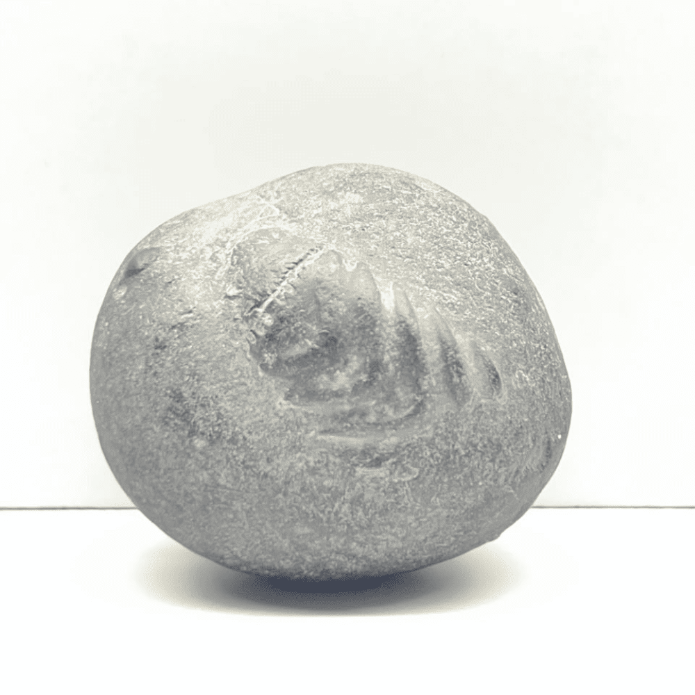 Vamana Shaligram V02(2inch/90gm)