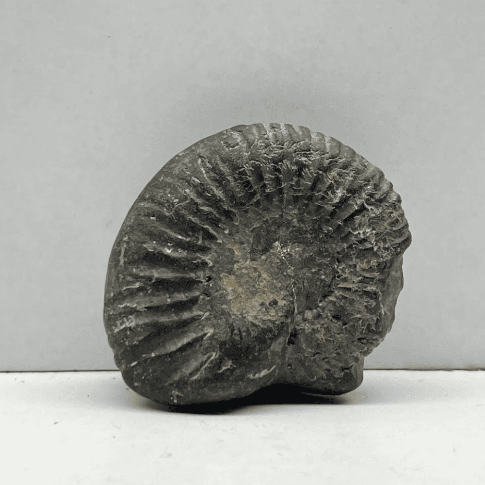 Rama Shaligram RM01