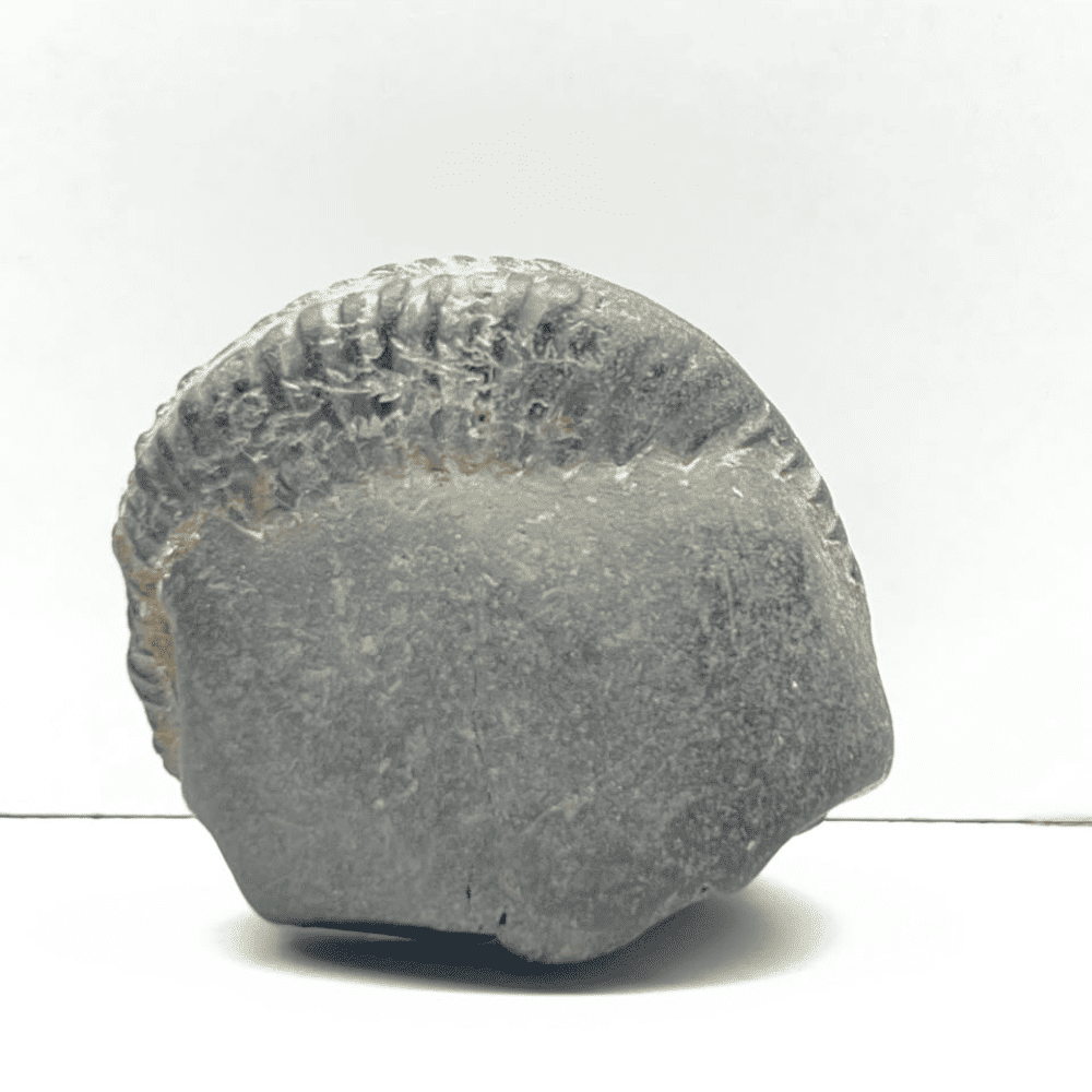 Rama Shaligram RM01
