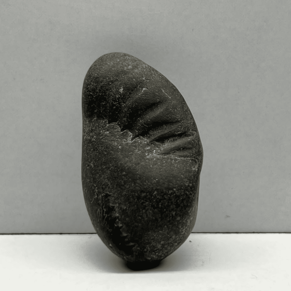 Vamana Shaligram V03(1.5inch/42gm)