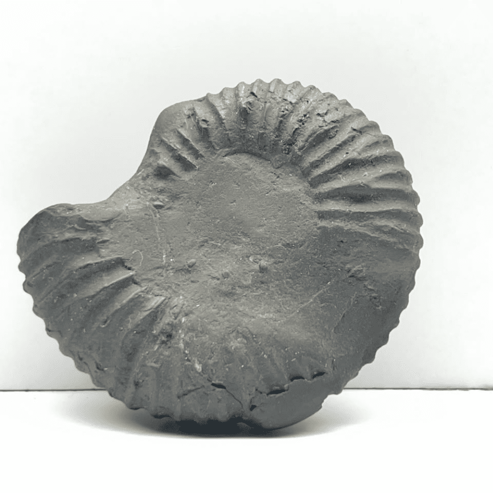 Parshurama Shaligram P01(2inch/75gm)