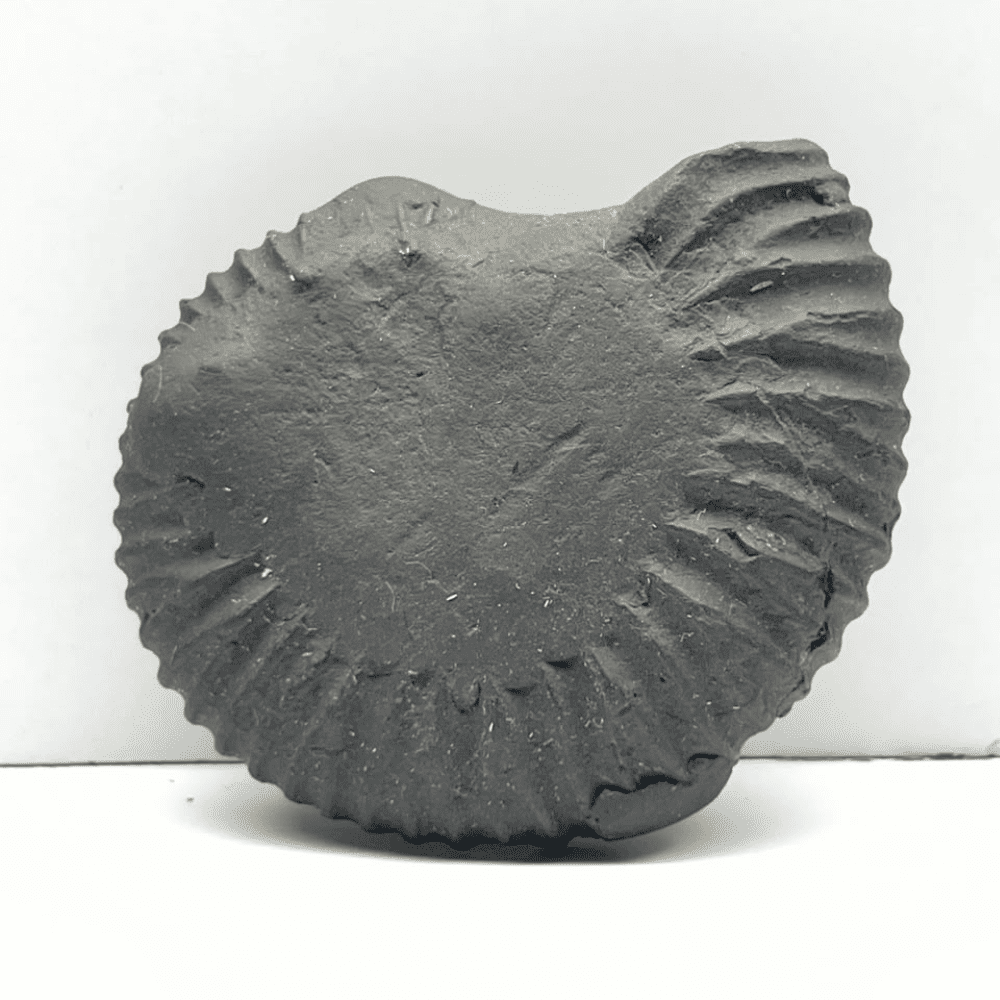 Parshurama Shaligram P01(2inch/75gm)