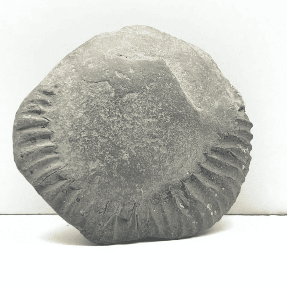 Parshurama Shaligram P02(2inch/67gm)