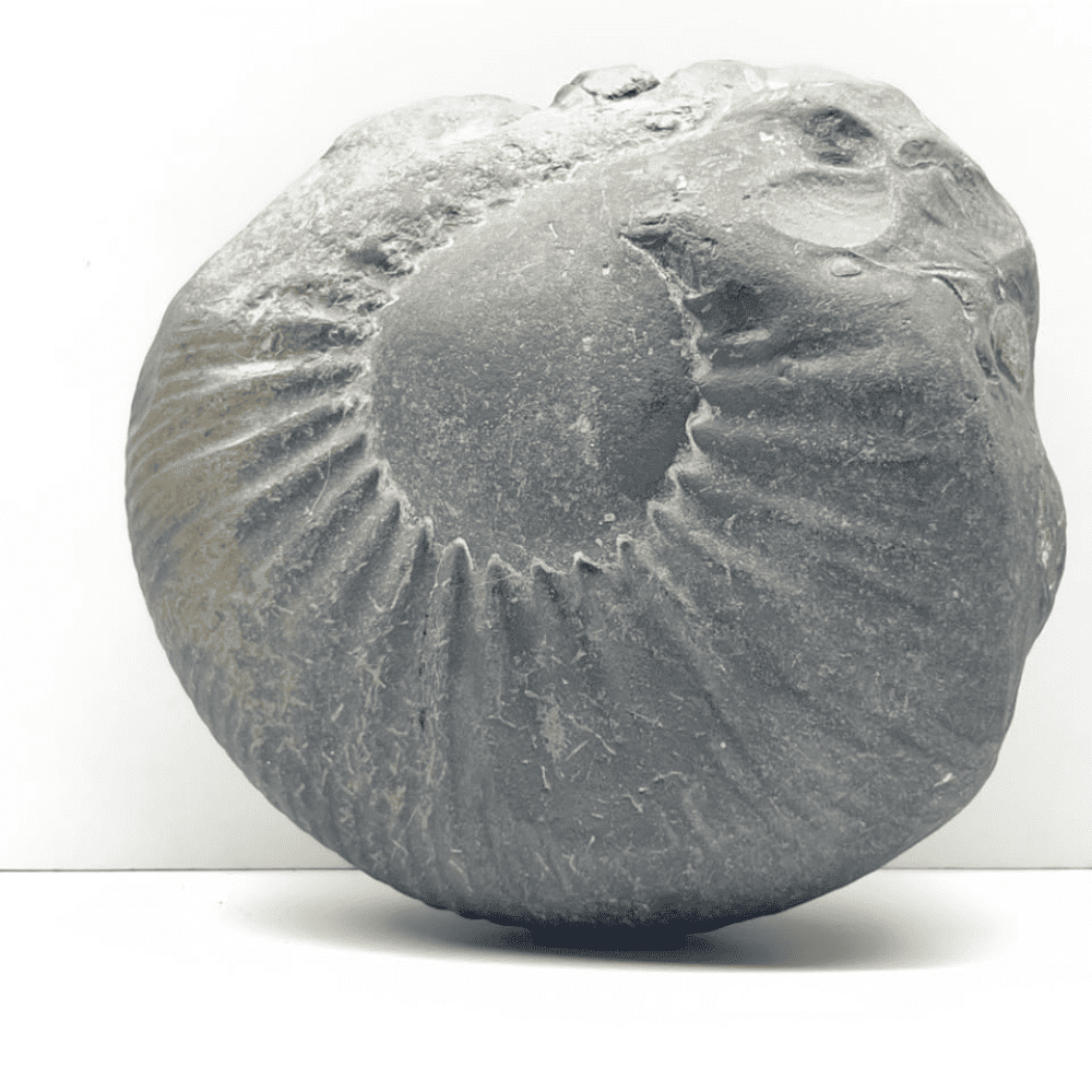 Big Narsimha Shaligram N11(6inch/980gm)