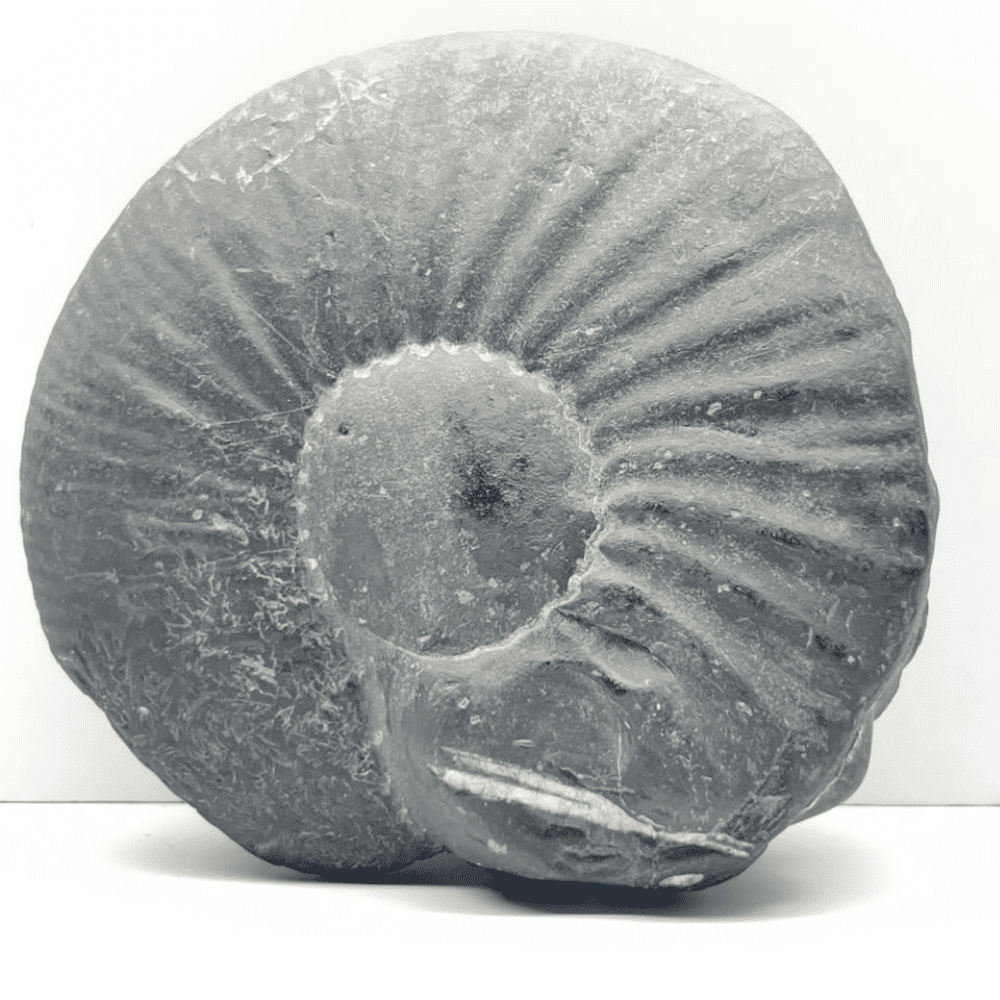 Big Narsimha Shaligram N11(6inch/980gm)