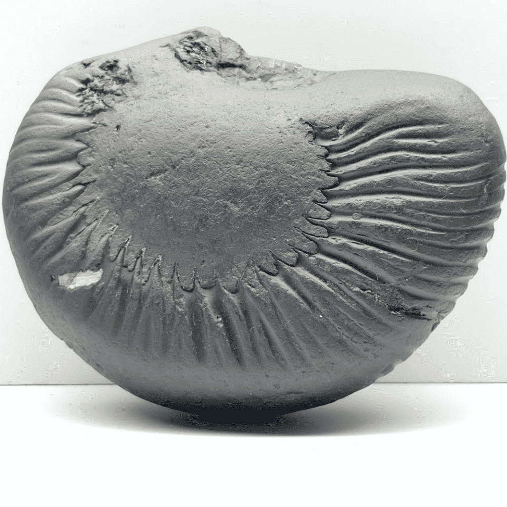 Medium Narsimha Shaligram N12(5inch/625gm)