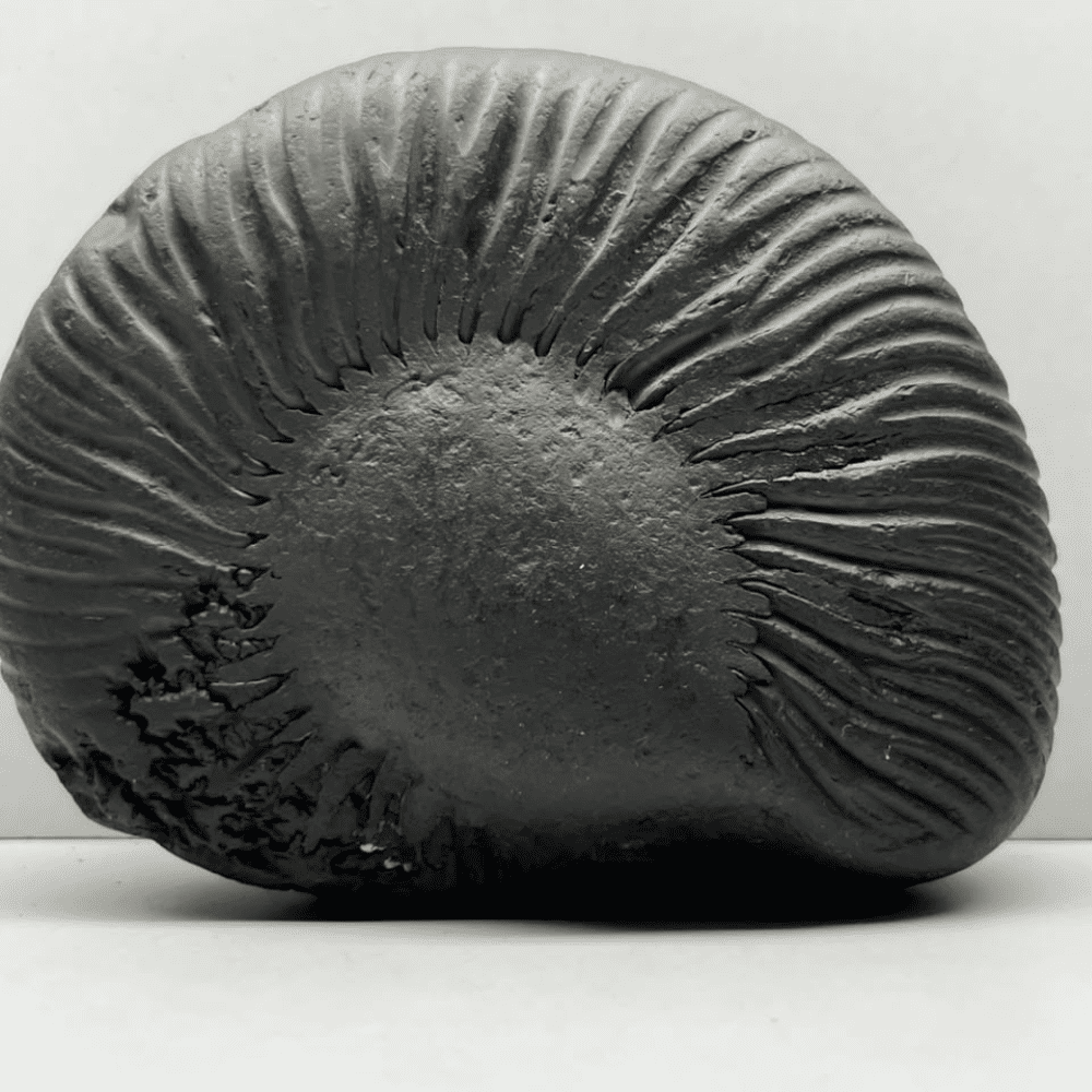 Medium Narsimha Shaligram N12(5inch/625gm)