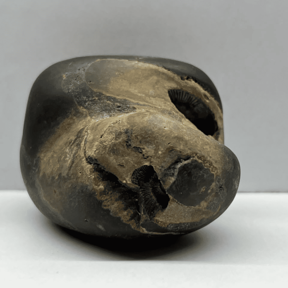 Shatchakra Peetam Sita Ram Shaligram 6Chakras-M30(3inch/150gm)