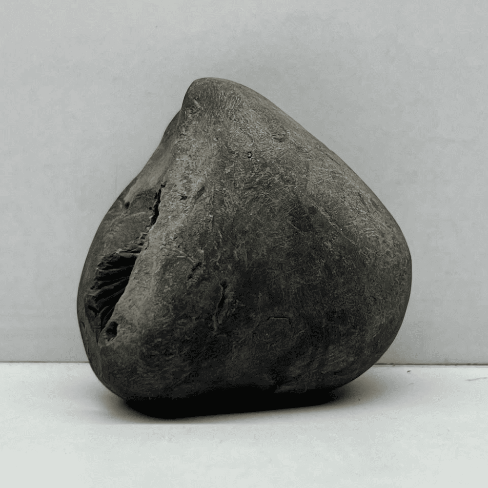 Golden Kurma Shaligram LN117(2inch/110gm)