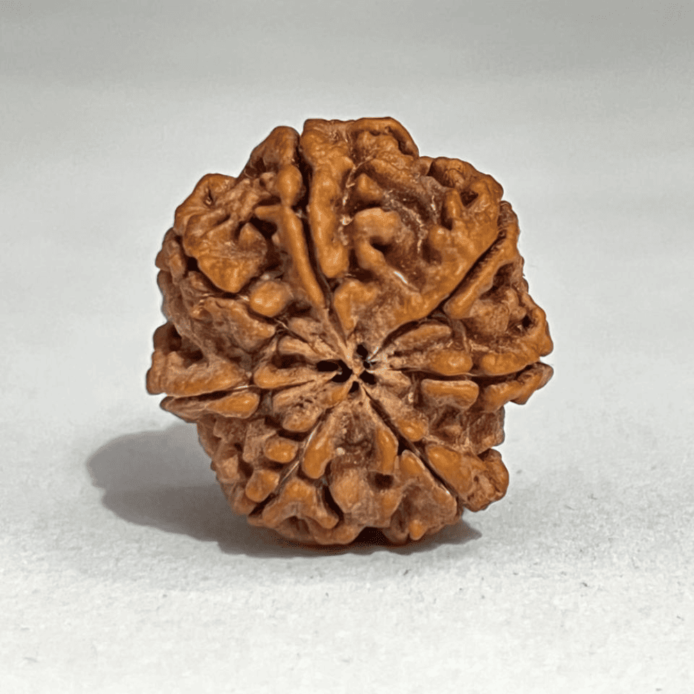 7 Mukhi Nepali Rudraksha-Full Seed (26.32mm/5.564gm)