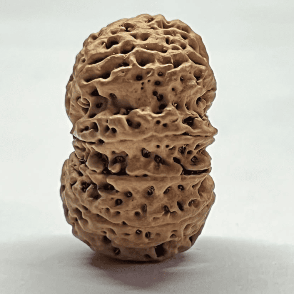 10 Mukhi Rudraksha- Full Seed (33.03mm/6.763gm)