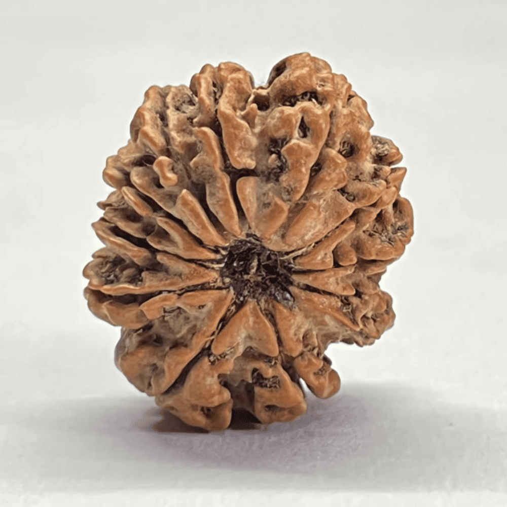 12 Mukhi Ganesh Rudraksha (26.87mm/3.969gm)