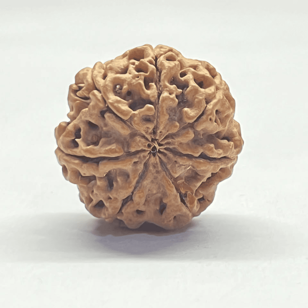 7 Mukhi Nepali Rudraksha-Full Seed (27.22mm/6.905gm)