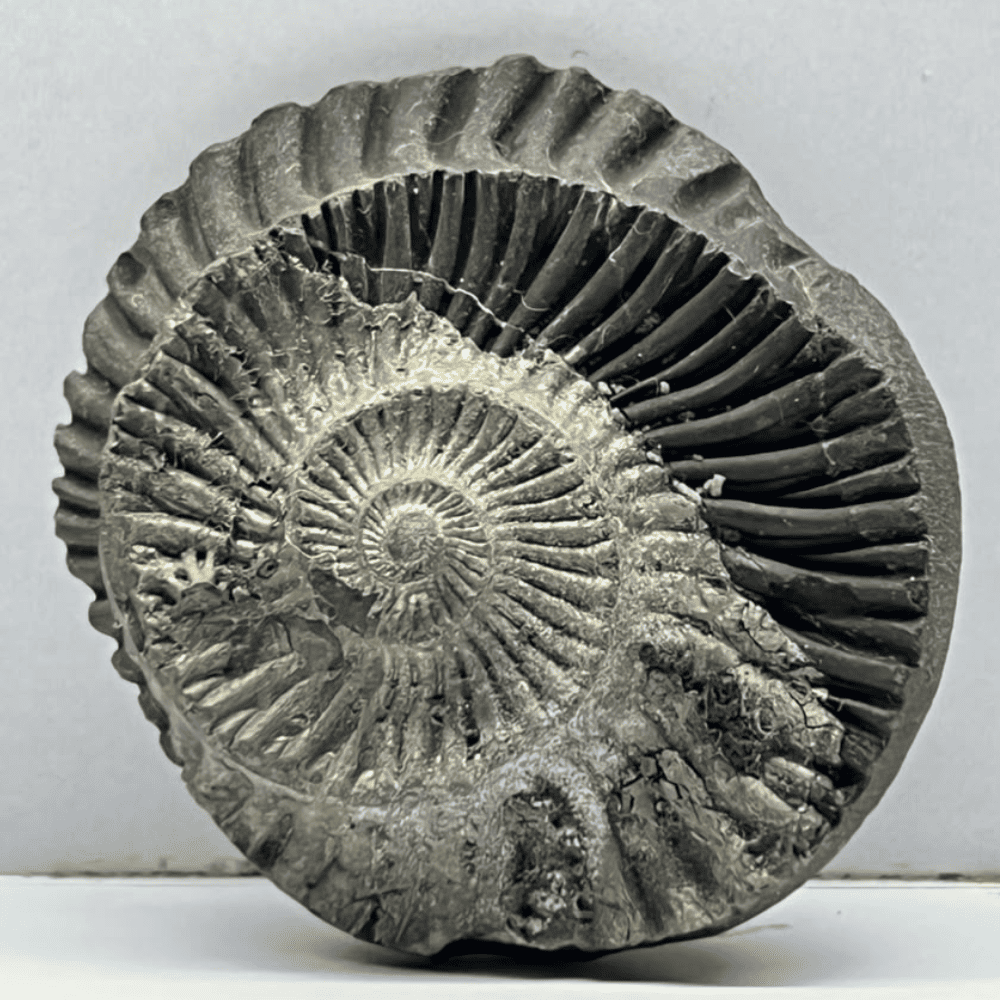 Golden Sudarshan Shaligram DS24(1.7inch/36gm)