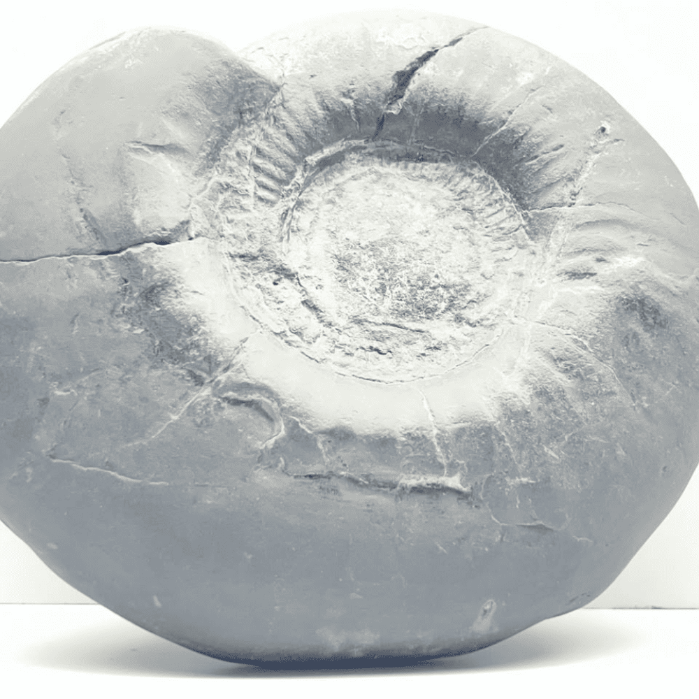 Shaligram Shree Yantra (7Inch/1960gm)
