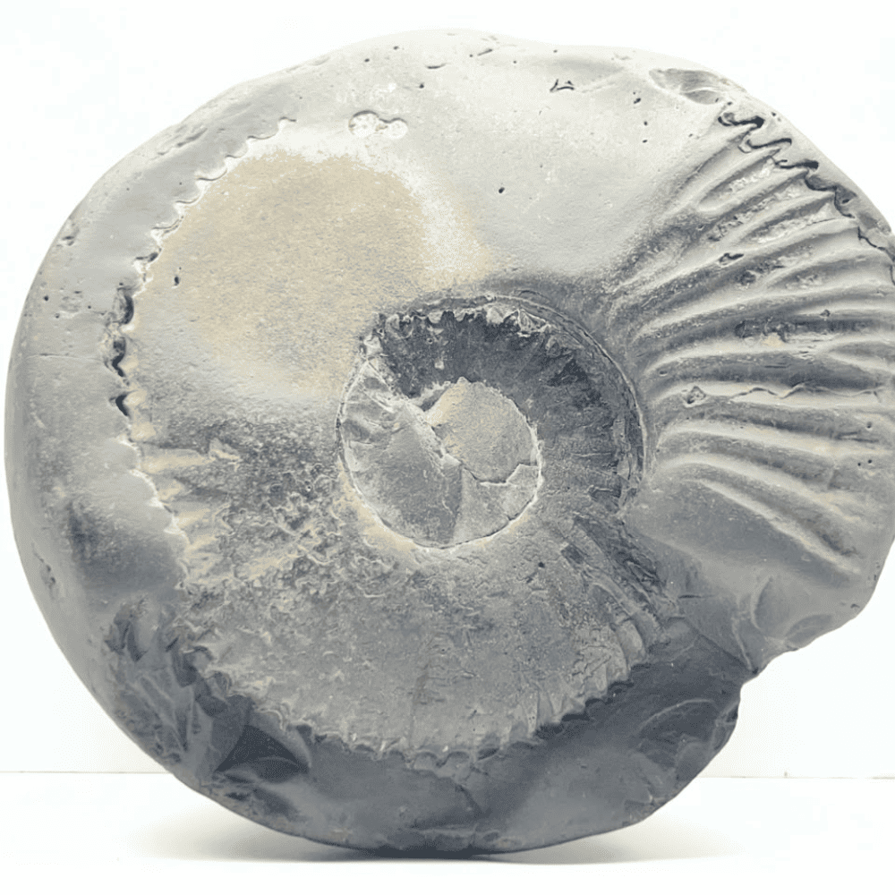 Shaligram Shree Yantra (6Inch/850gm)
