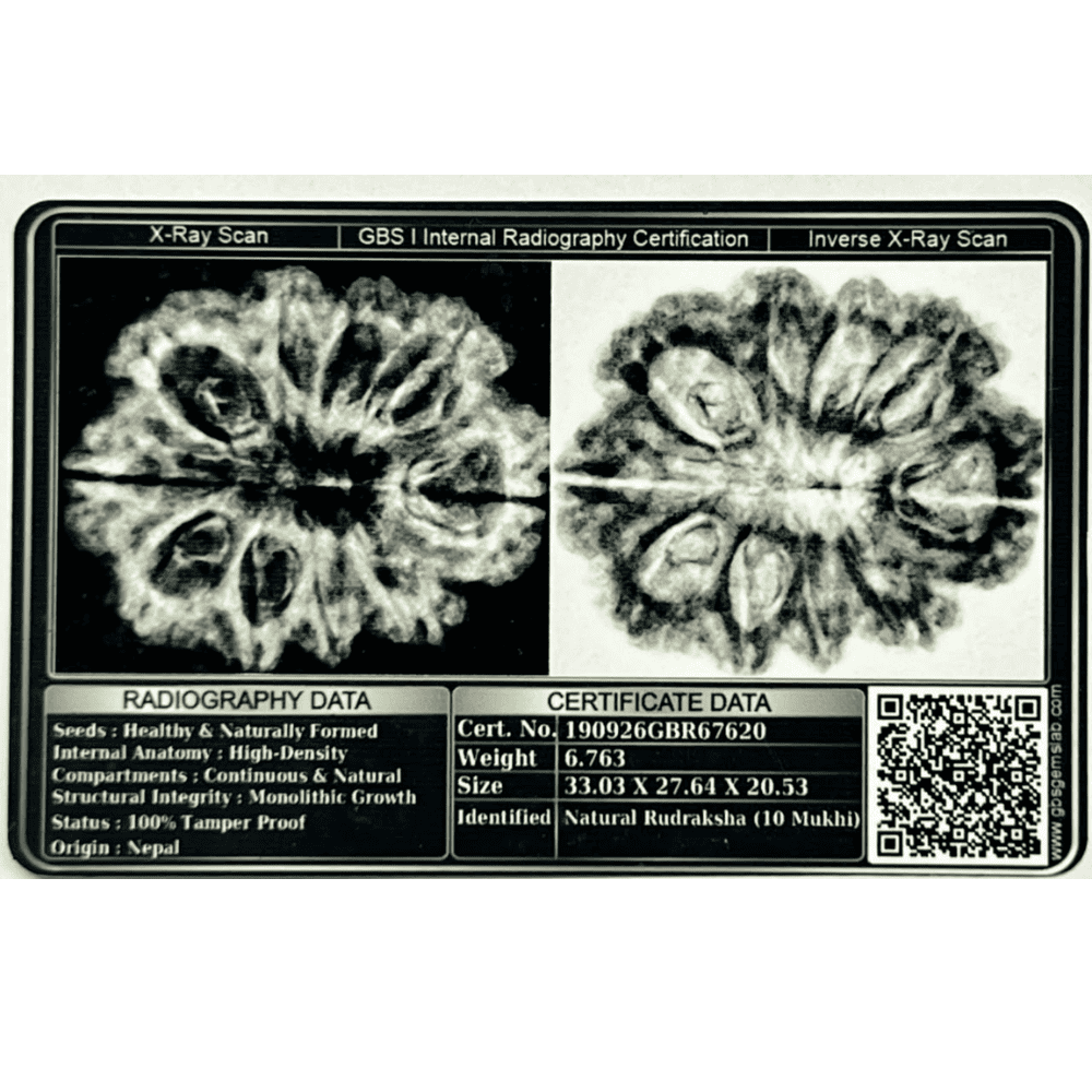 10 Mukhi Rudraksha- Full Seed (33.03mm/6.763gm)