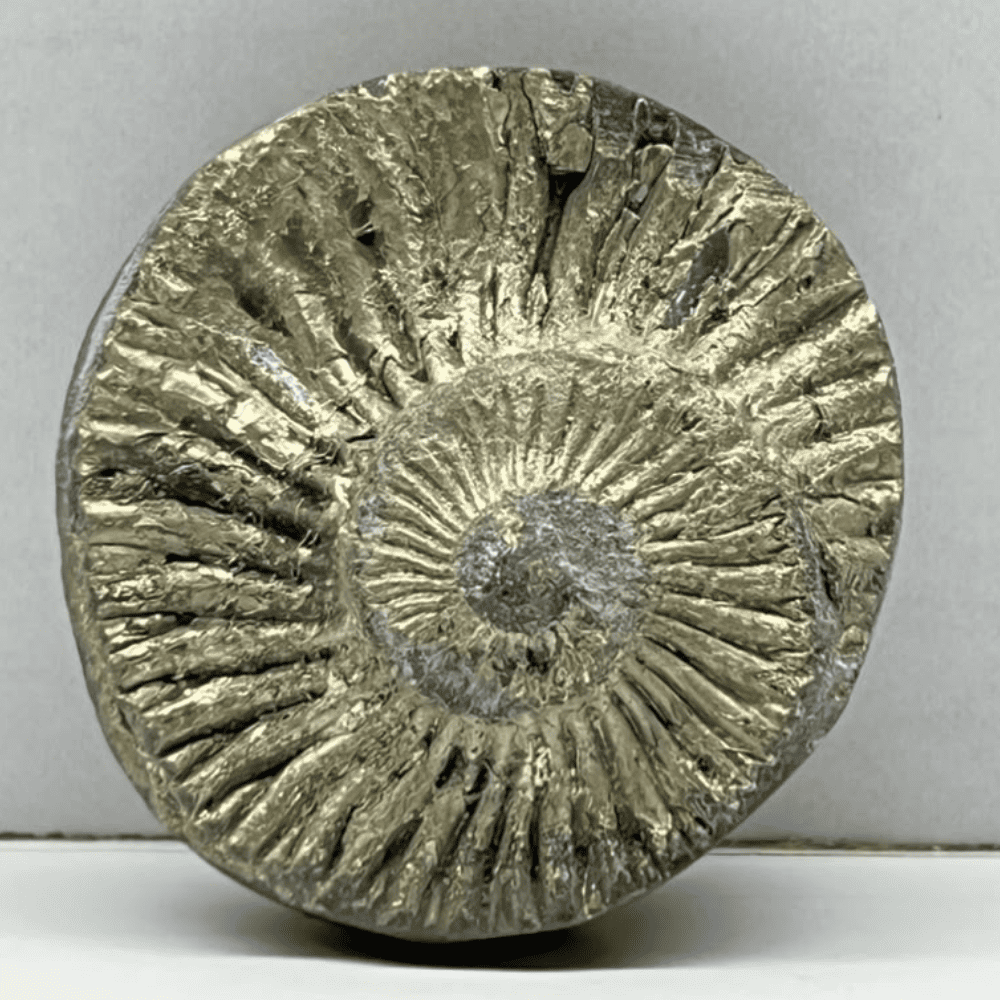 Golden Sudarshan Shaligram DS25(1.3inch/30gm)