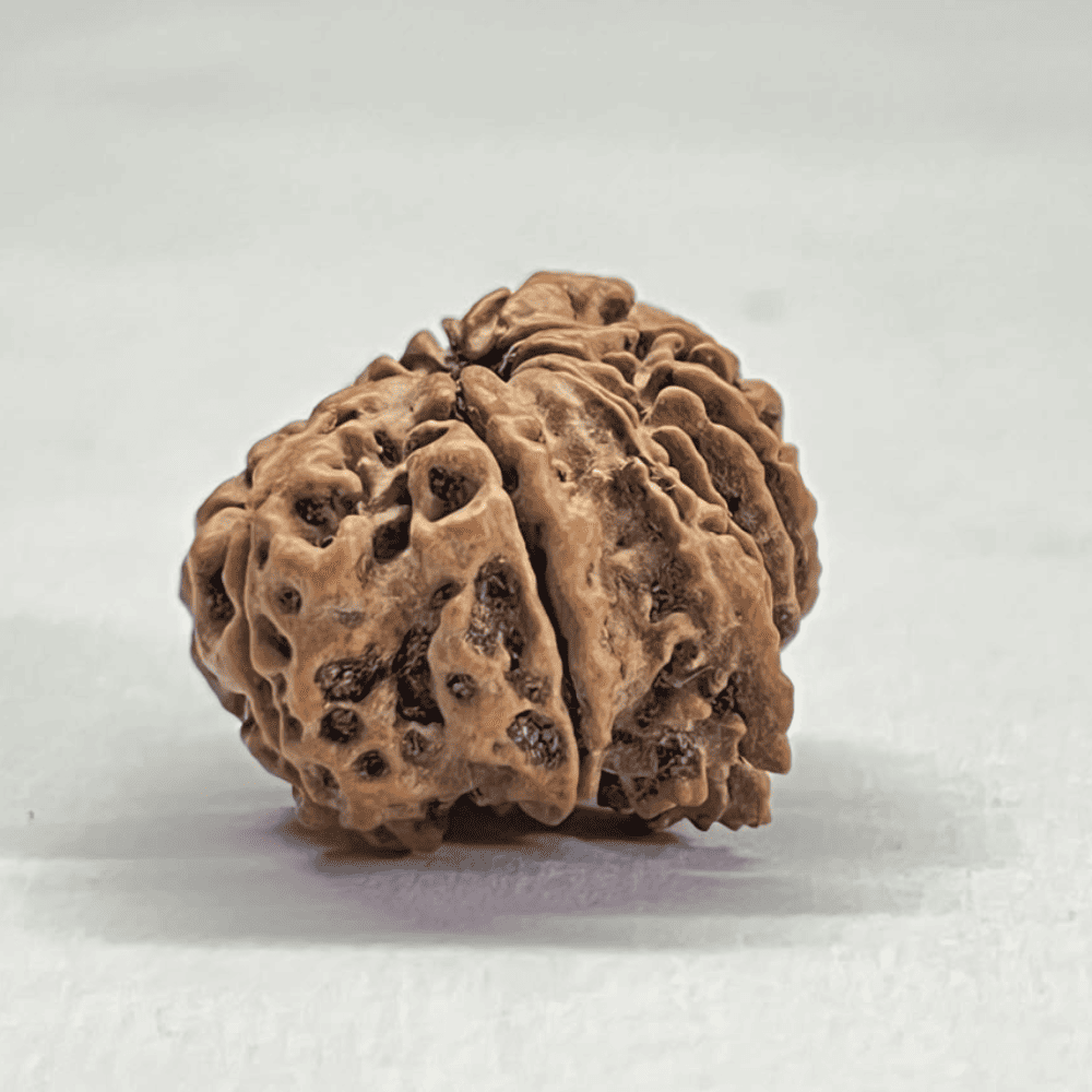 12 Mukhi Ganesh Rudraksha (26.87mm/3.969gm)