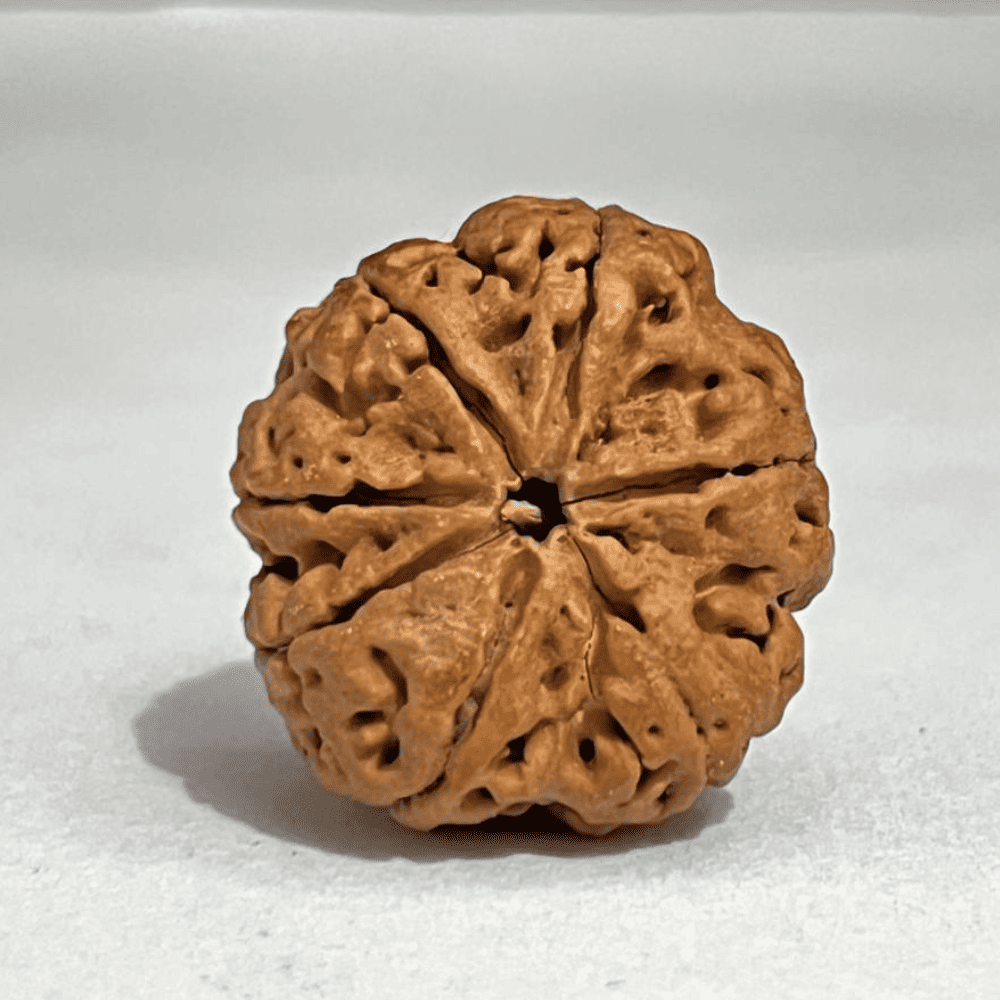 7 Mukhi Nepali Rudraksha Silver Capped (28.65mm/7.117gm)