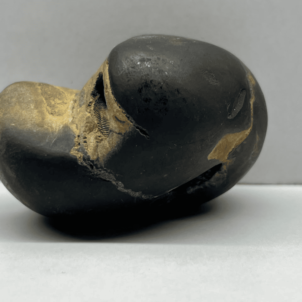 Shatchakra Peetam Sita Ram Shaligram 6Chakras-M30(3inch/150gm)