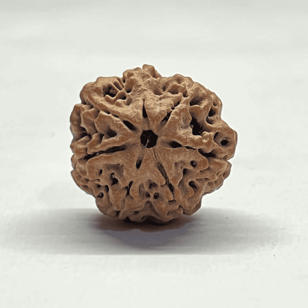 7 Mukhi Nepali Rudraksha-Full Seed (24.35mm/4.942gm)
