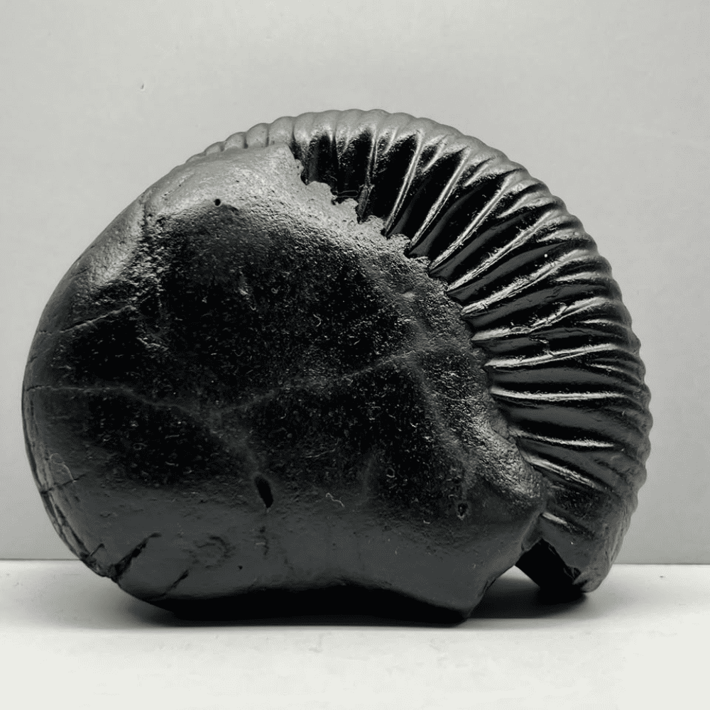 Ganesh Shaligram- G13(4inch/511gm)