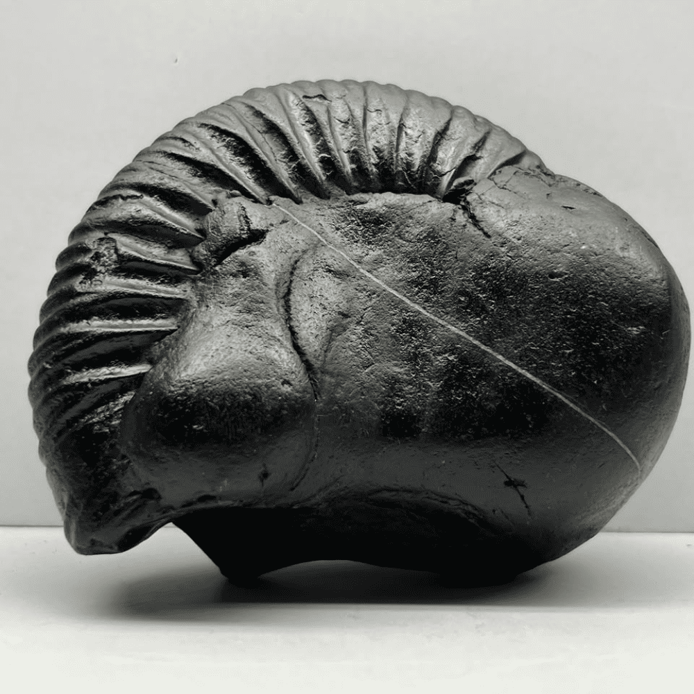 Ganesh Shaligram- G13(4inch/511gm)