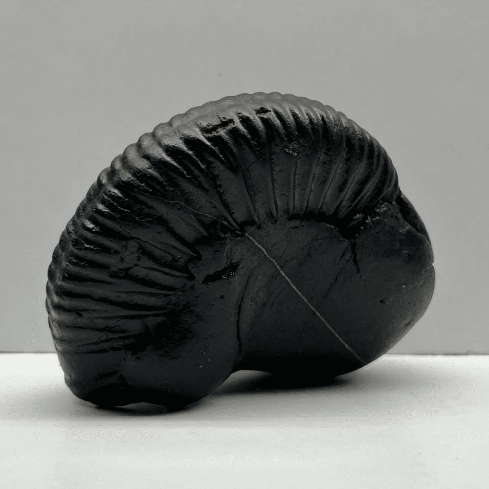 Ganesh Shaligram- G13(4inch/511gm)