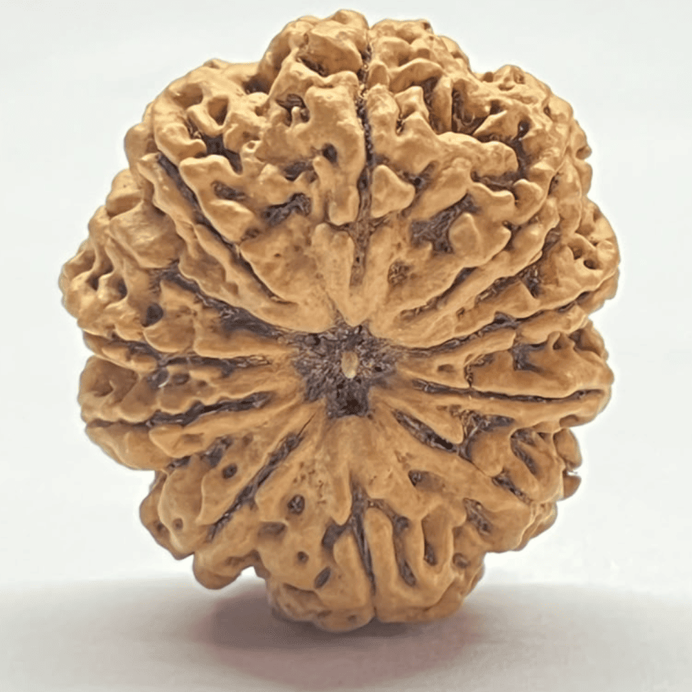 11 Mukhi Rudraksha- Full Seed (32.14mm/5.695gm)