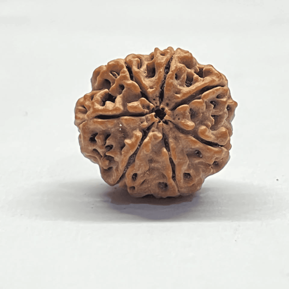 7 Mukhi Nepali Rudraksha-Full Seed (24.35mm/4.942gm)