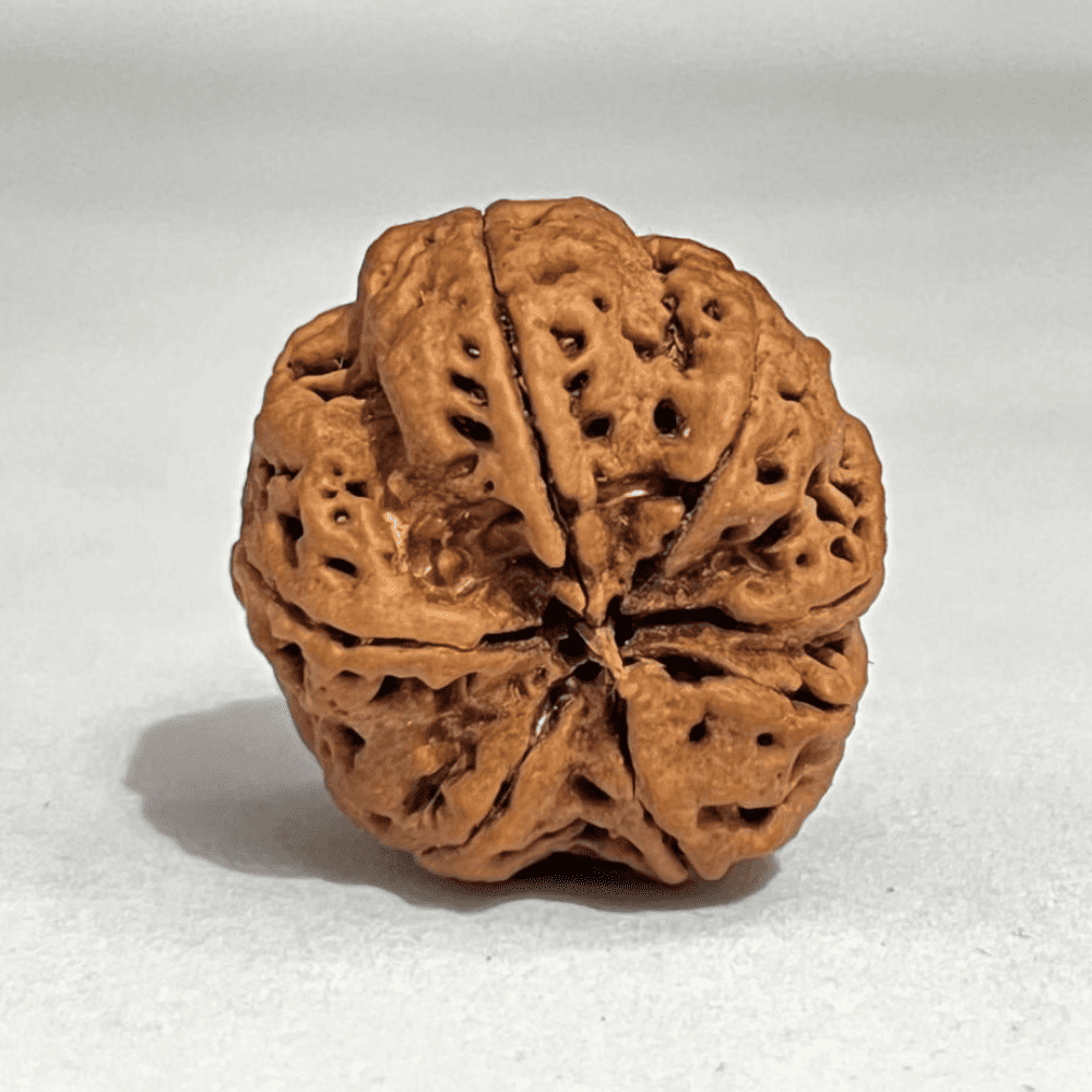 7 Mukhi Nepali Rudraksha Silver Capped (28.65mm/7.117gm)