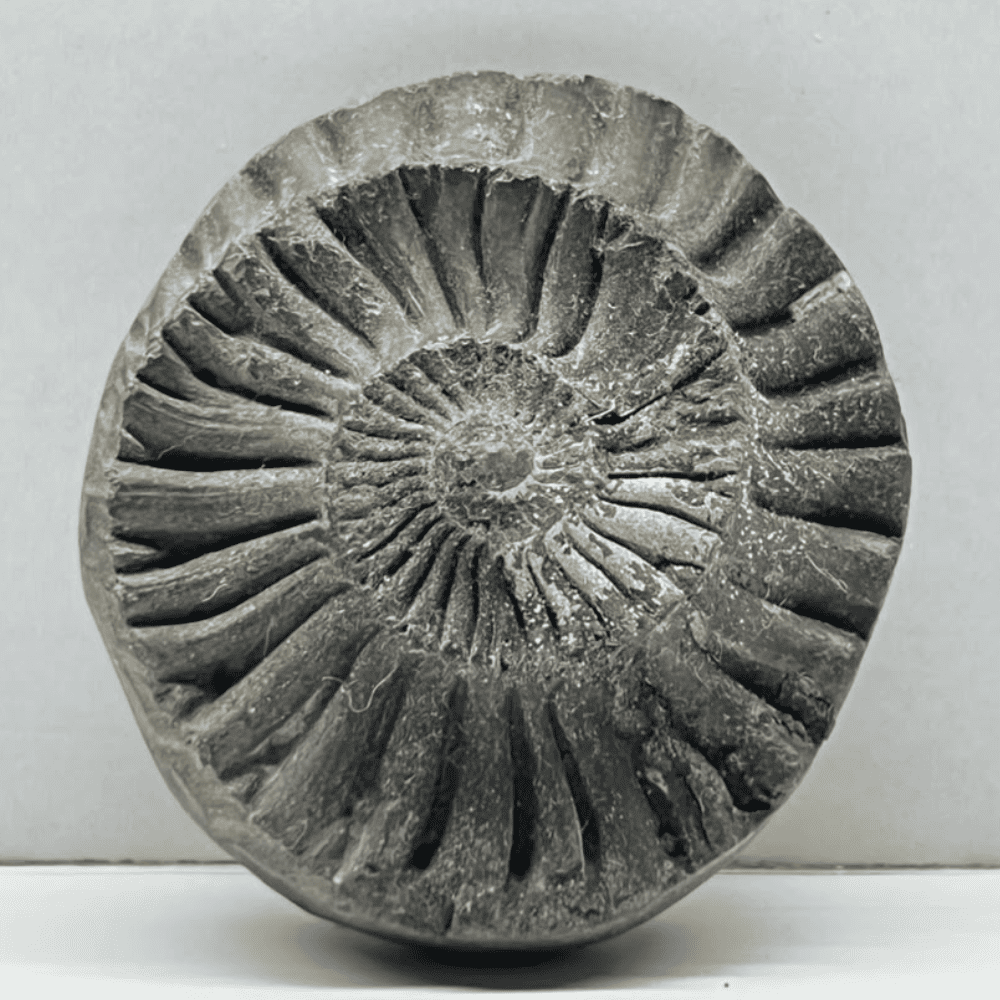 Sudarshan Shaligram DS26(1.6inch/36gm)