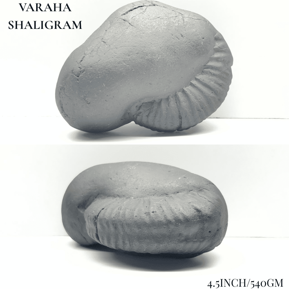 Dashavatar Shaligram Set-Big Size