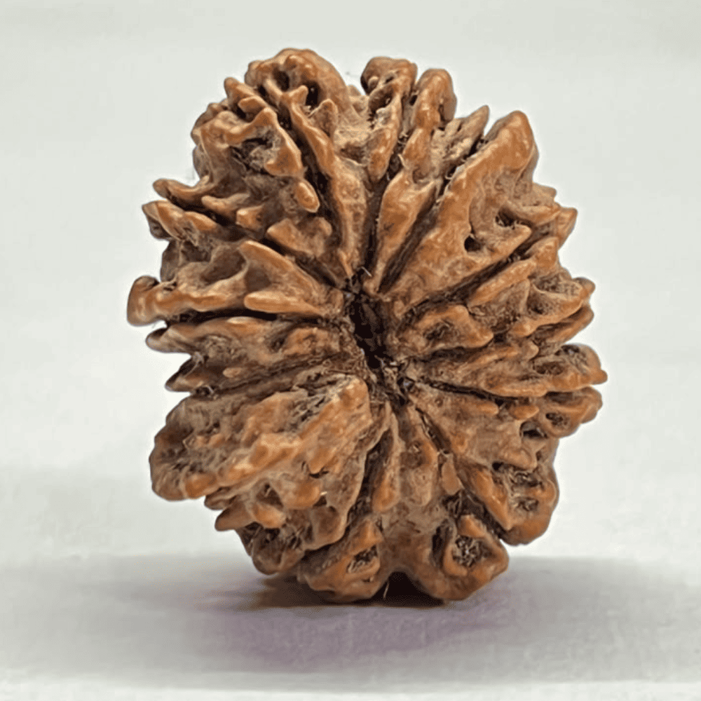 12 Mukhi Ganesh Rudraksha (26.87mm/3.969gm)