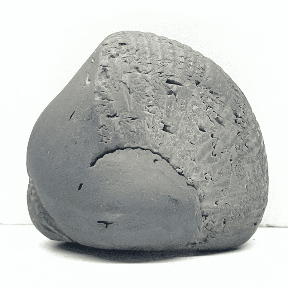 Kurma Laxmi Shaligram LN118(2.5inch/125gm)