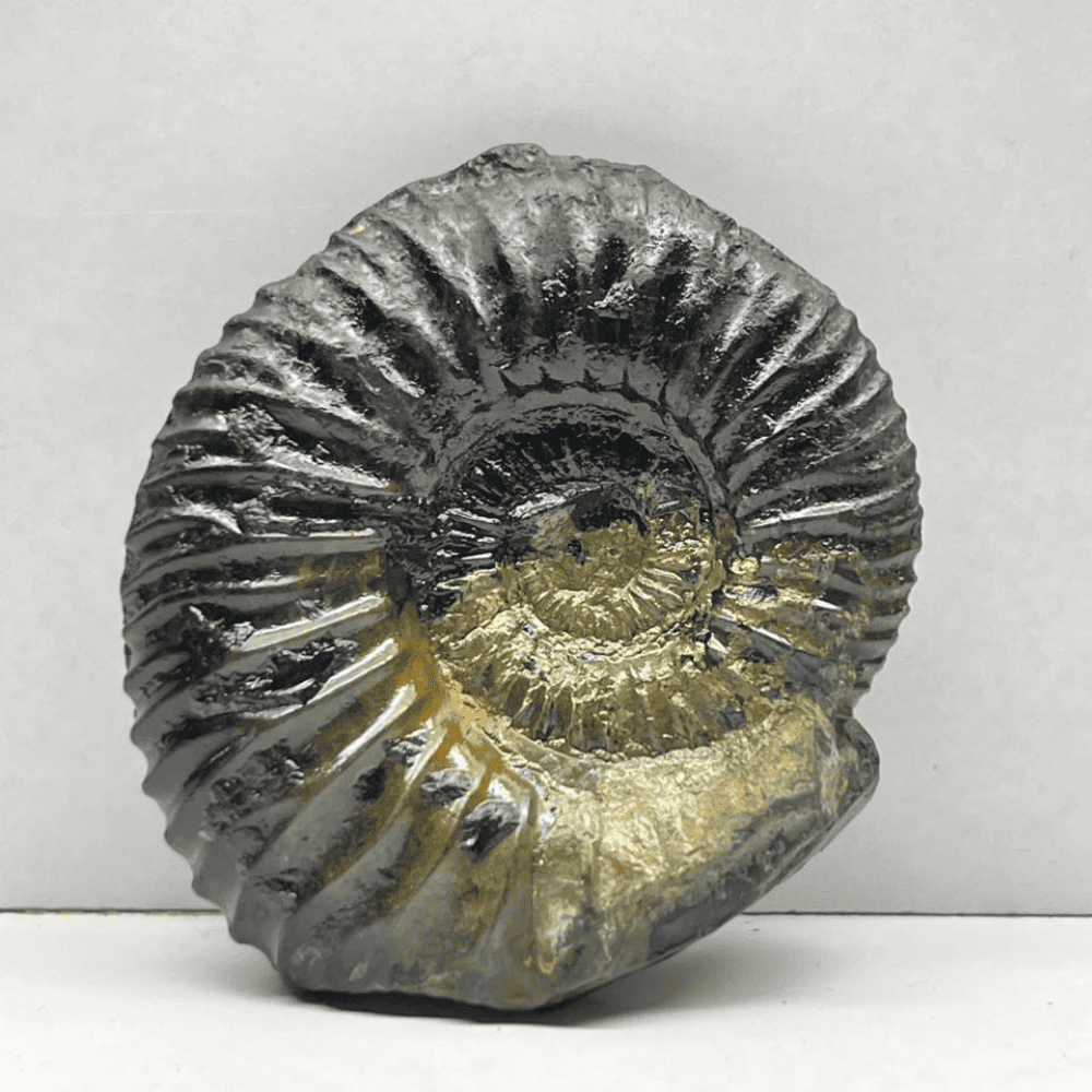 Golden double sudarshan shaligram (2.3inch/70gm) DS-15