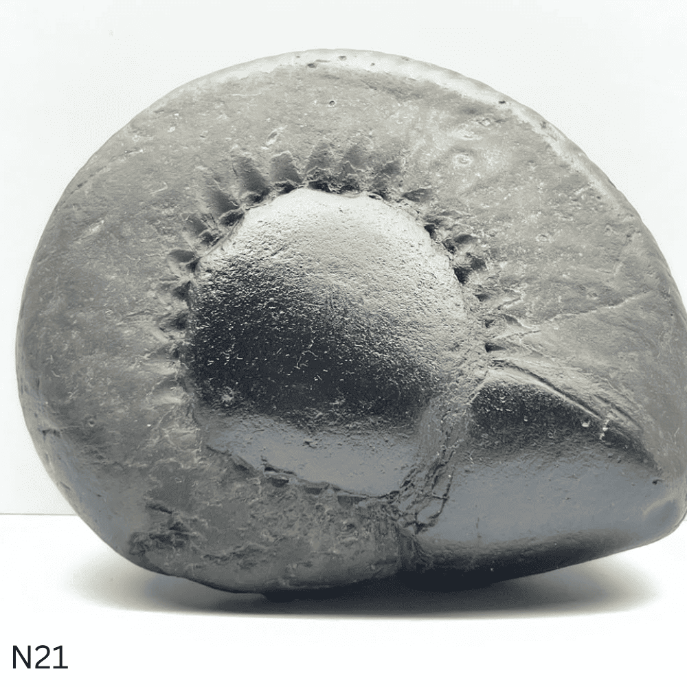 Narsimha Shaligram N21 (4inch/580gm)