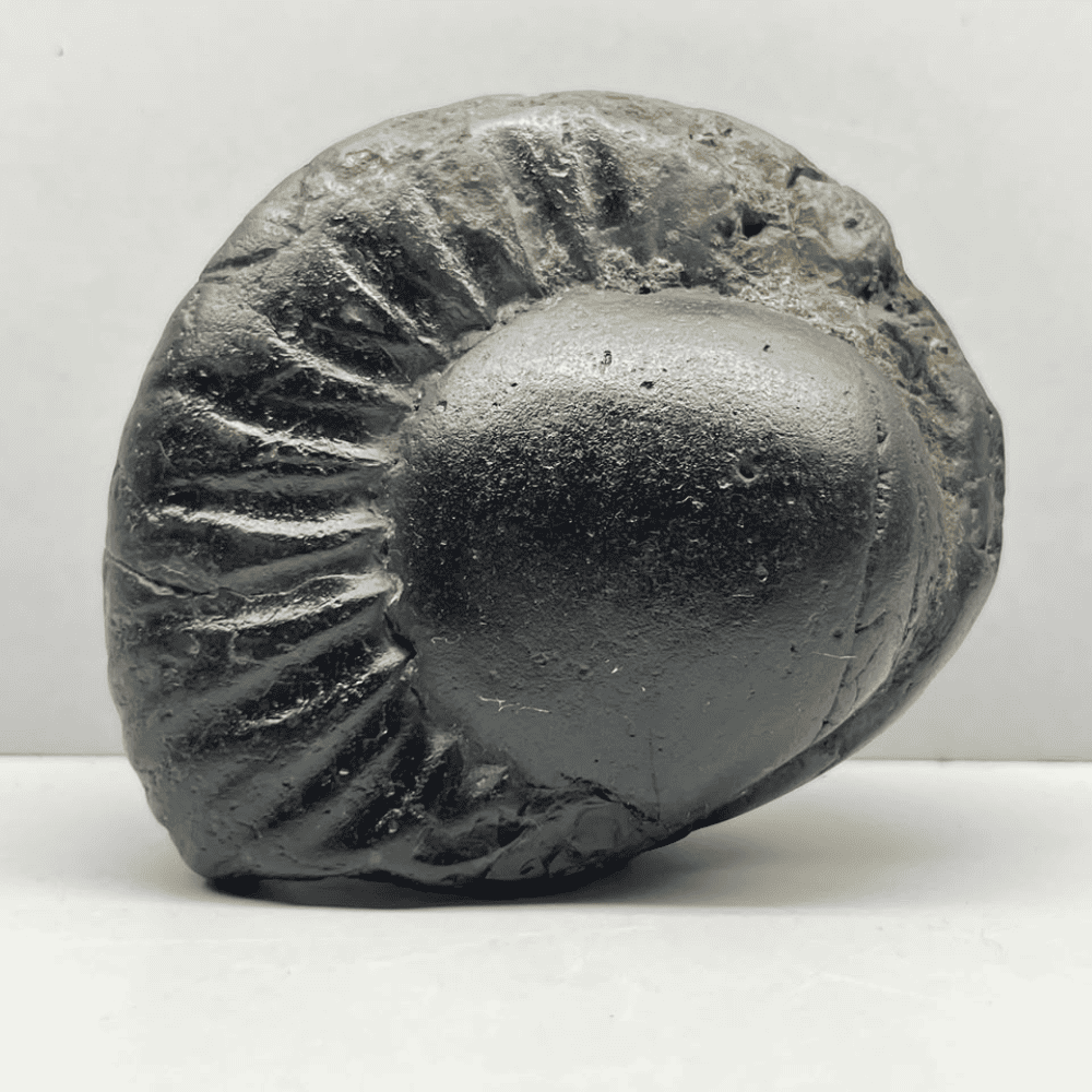 Medium Parshurama Shaligram (4inch/560gm)