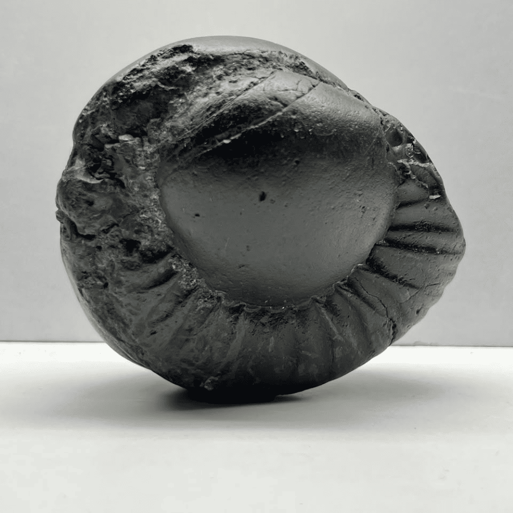 Medium Parshurama Shaligram (4inch/560gm)