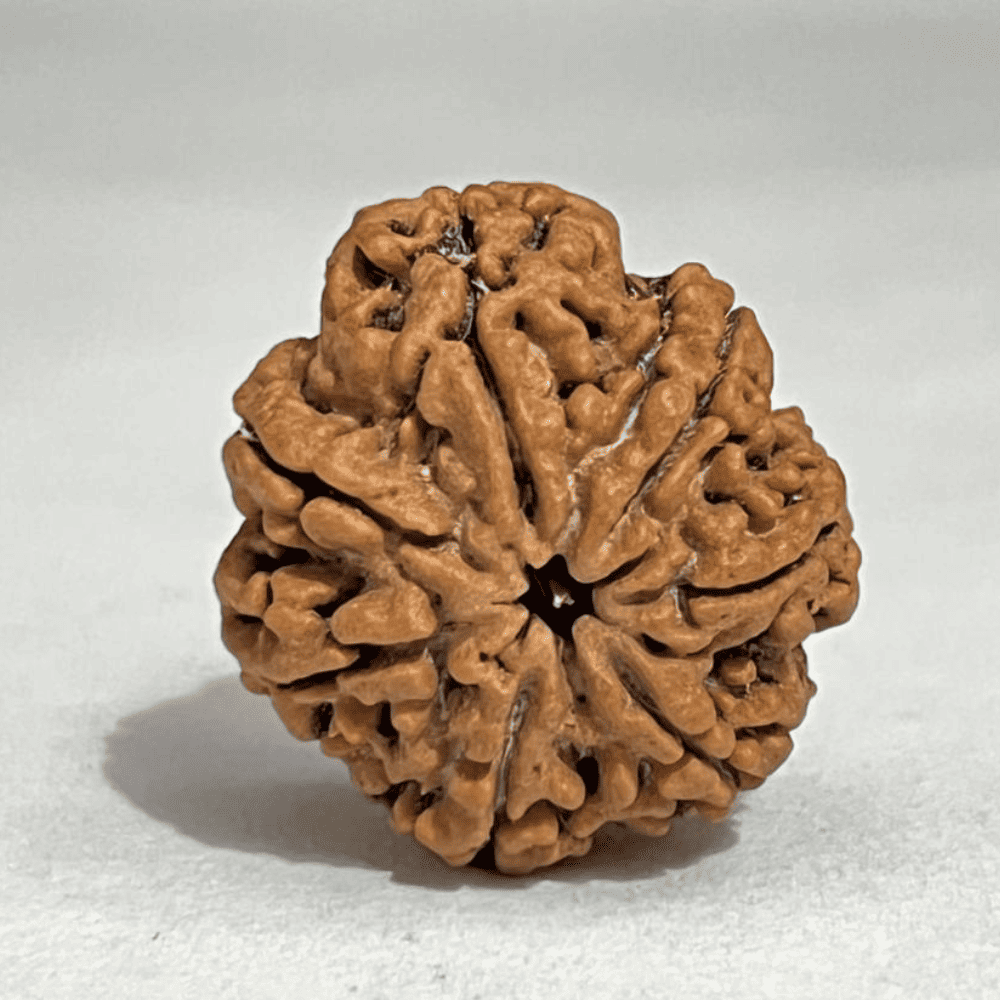 7 Mukhi Nepali Rudraksha Silver Capped (27.02mm/5.333gm)
