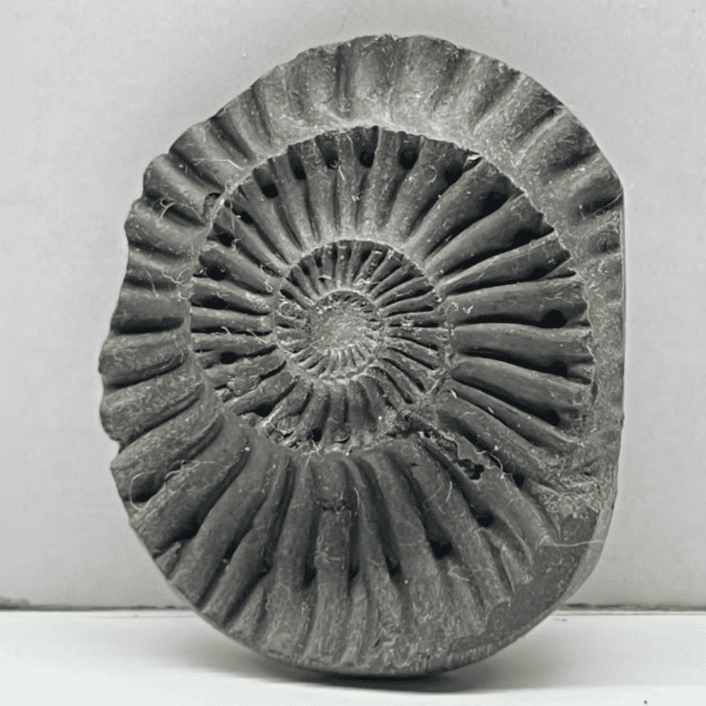 Sudarshan Shaligram DS27(1.5inch/24gm)