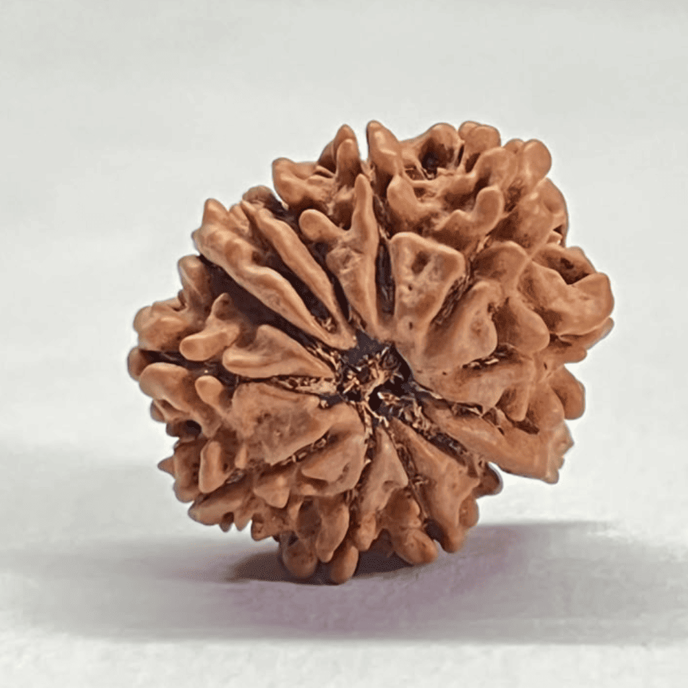 12 Mukhi Ganesh Rudraksha (23.80mm/3.027gm)