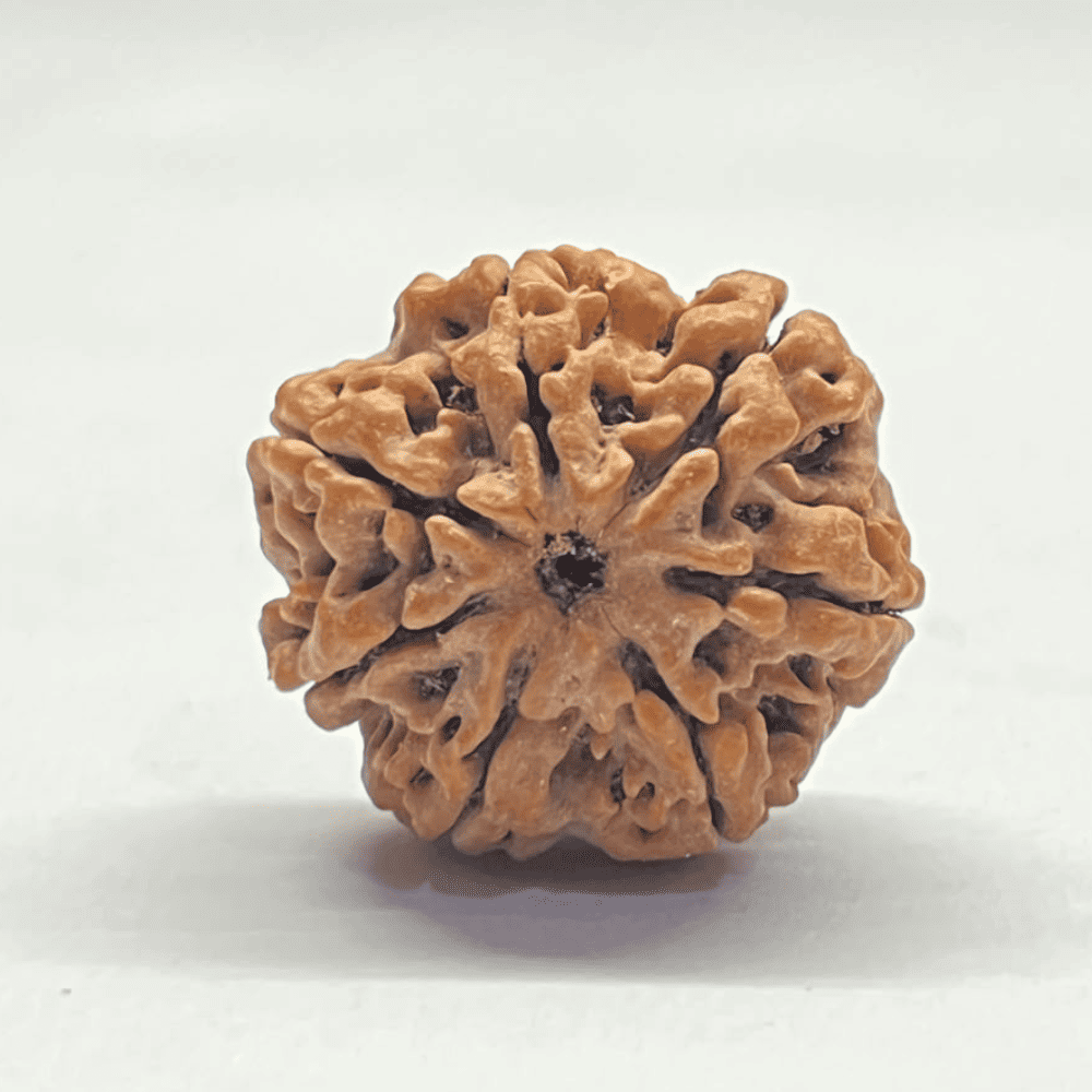 7 Mukhi Nepali Rudraksha-Full Seed (24.94mm/4.818gm)